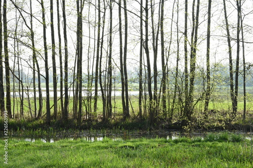 elzen op de oever van de Grote Beek bij natuurgebied De Witte Brink in het voorjaar photo