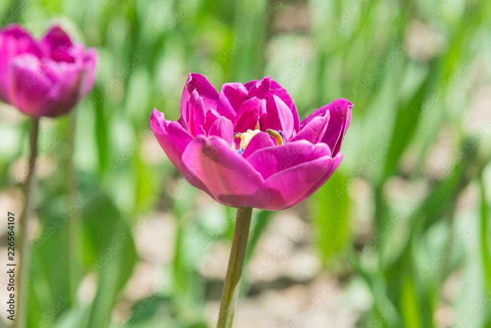 Field with blooming bard tulips close-up. Field with blooming bard tulips close-up.