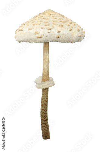Parasol mushroom. Macrolepiota