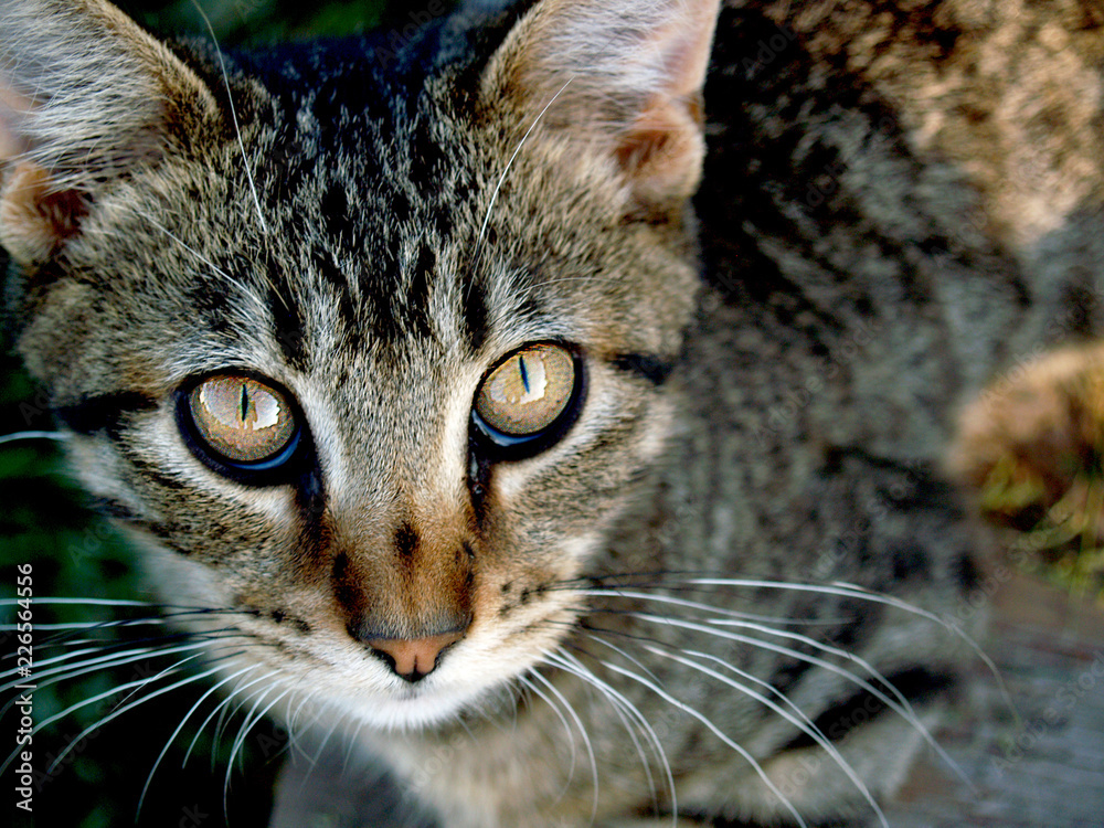 Cat with pretty eyes Cat with pretty eyes