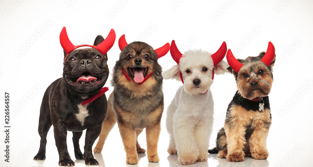 Fototapeta premium 4 happy little dogs celebrating halloween