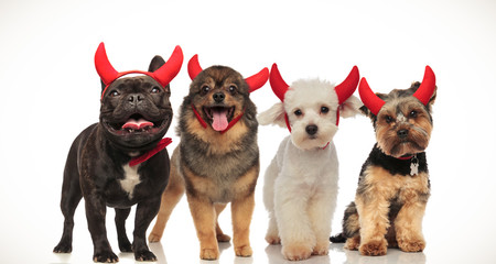 4 happy little dogs celebrating halloween