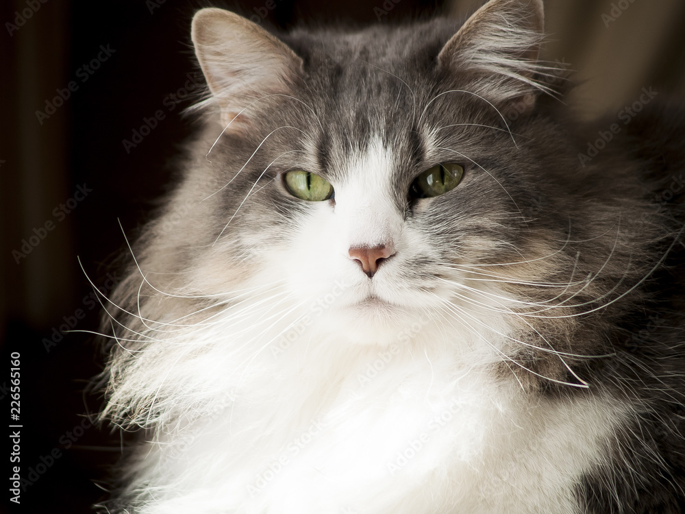 Beautiful Long Hair Cat Beautiful Long Hair Cat