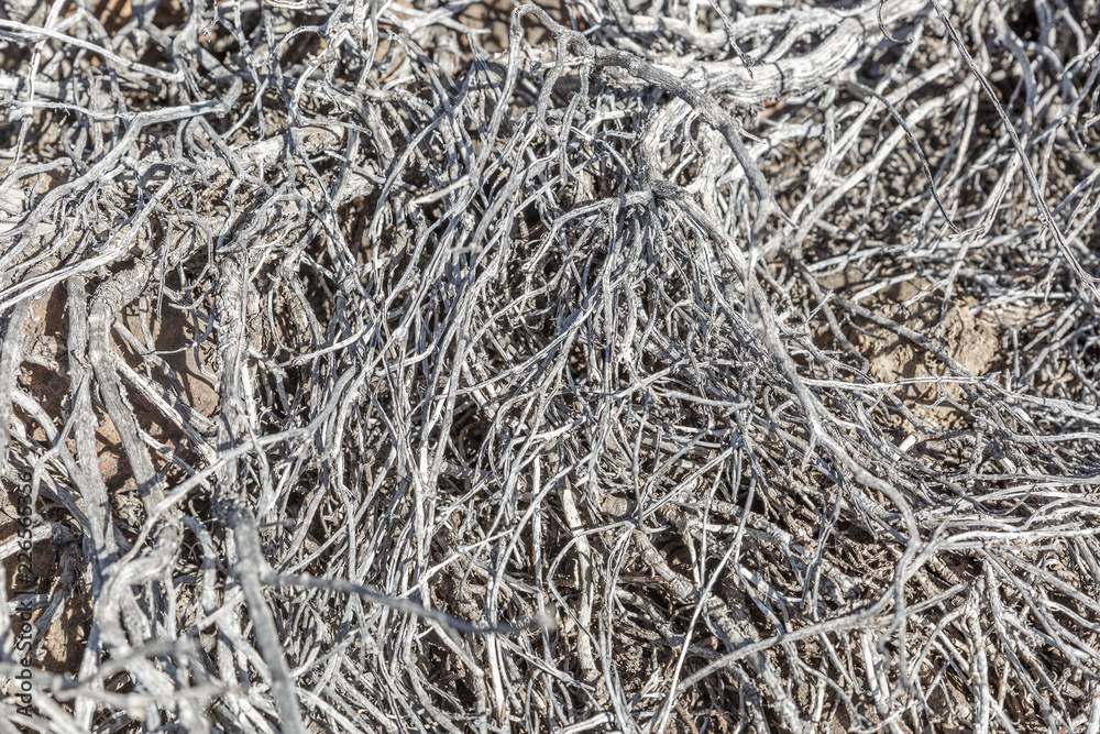 Group of dry branches typical of a desert area Group of dry branches typical of a desert area