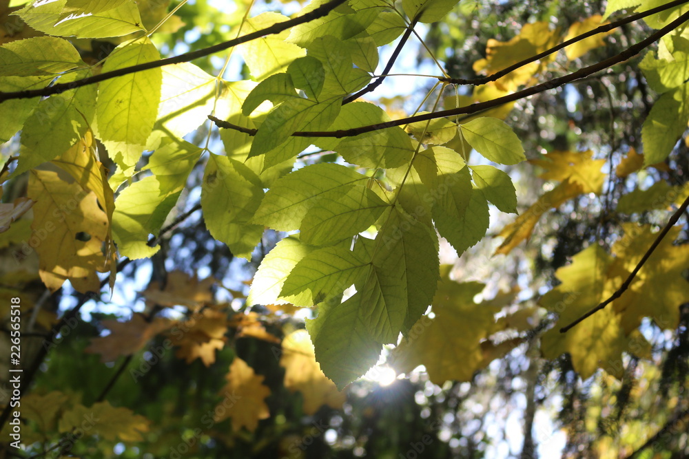 Bright yellow leaves look bright against a blue sky Bright yellow leaves look bright against a blue sky