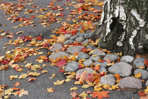 Autumn leaves on the ground