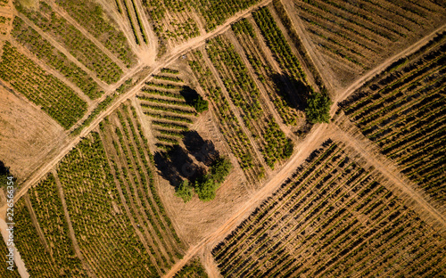 Vendimia cenital Bierzo