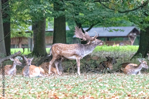 Deer in the wild