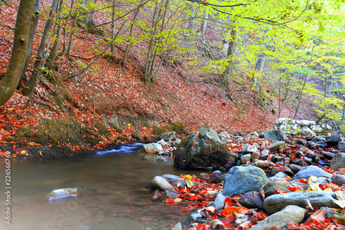 autumn stream in the forest  gold autumn European landscape