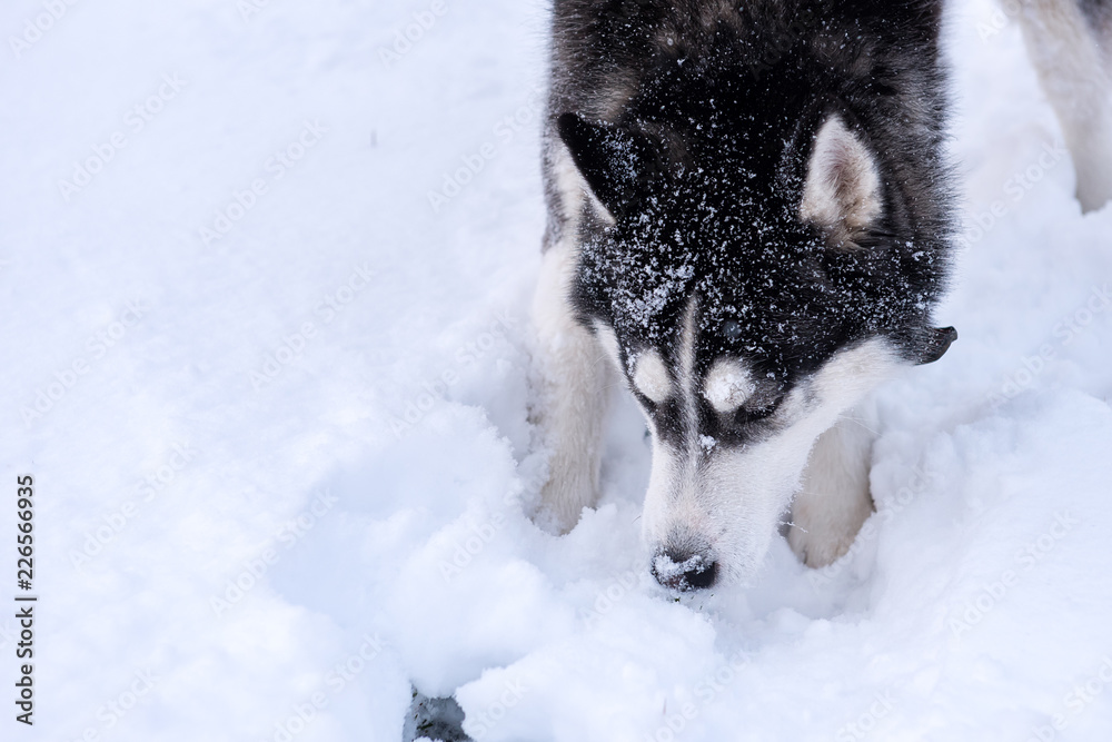 Naklejka premium Dog breed Siberian Husky portrait on open snowy terrain.