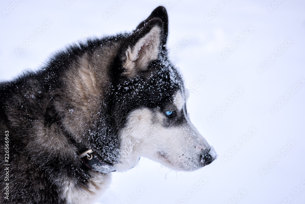 Dog breed Siberian Husky portrait on open snowy terrain.