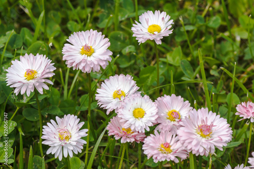 Natural background with blossoming daisies  bellis perennis 