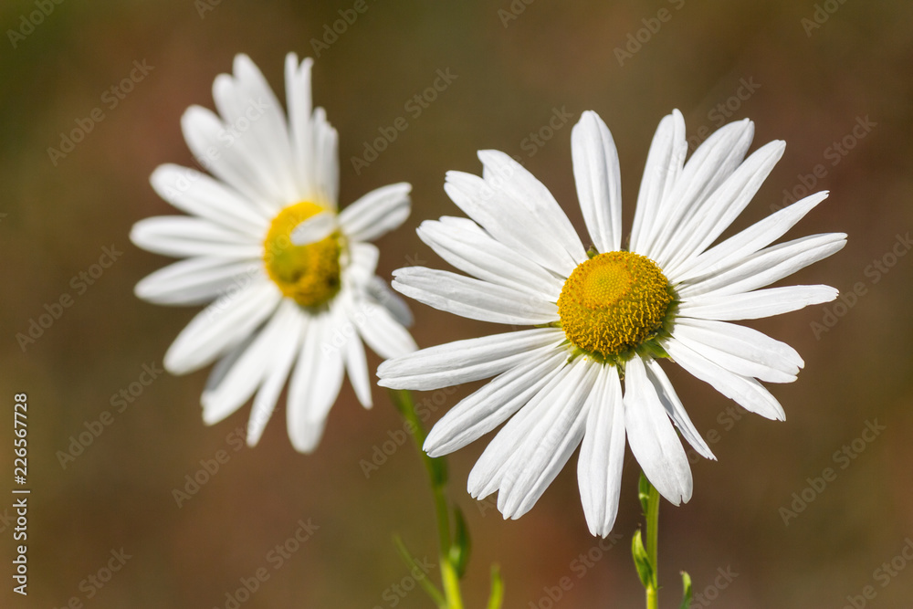 Fototapeta premium Flowers of autumn chamomile (Leucanthemella serotinum)