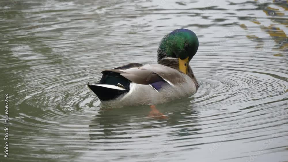 Mallard duck grooming in a pond 4K Mallard duck grooming in a pond 4K