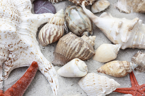 Large seashells and red sea stars on the sand. Summer beach background