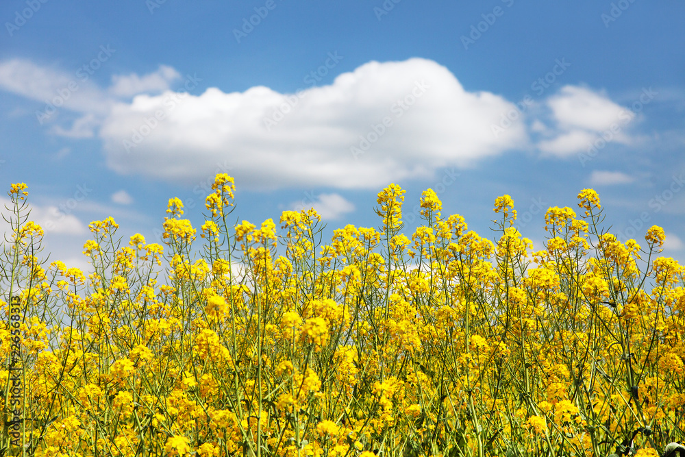 rapeseed canola or colza golden flowering field rapeseed canola or colza golden flowering field