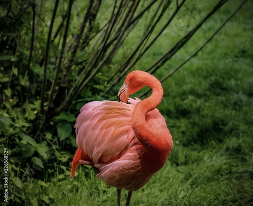 Flamingo © Kathrin