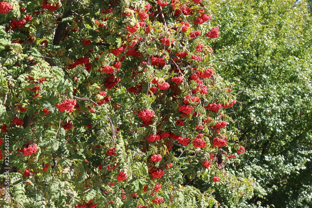 Red Rowan berries ripened on a tree
