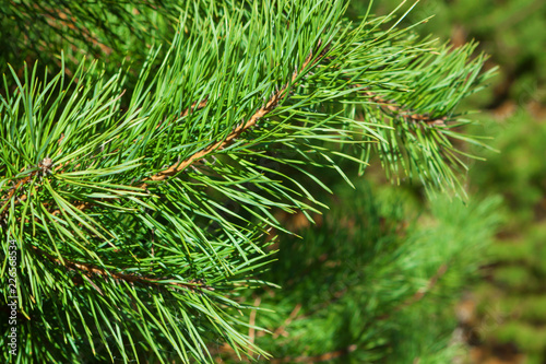 Branch of green fluffy pine