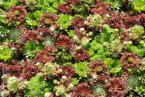 Hauswurz, Dachwurz, Sempervivum, tectorum photo