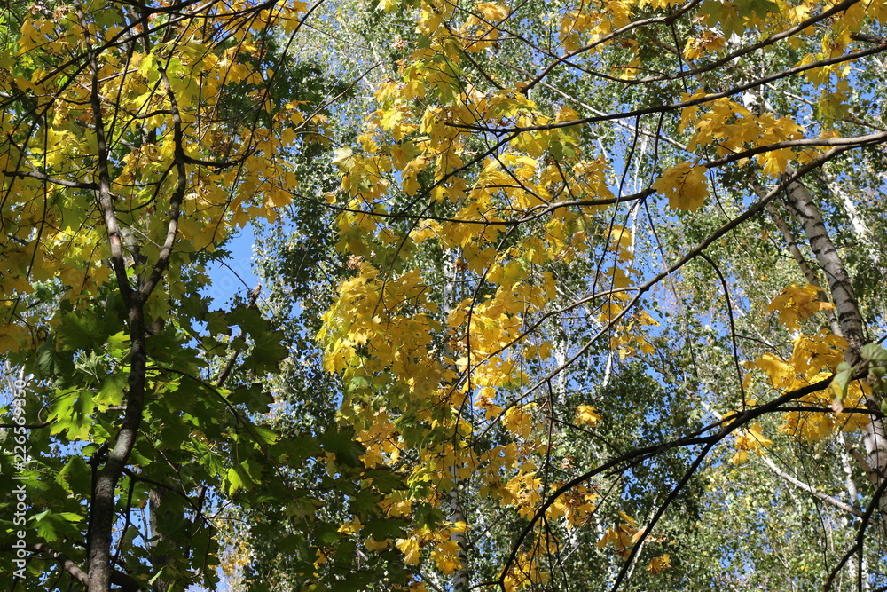 Bright yellow leaves look bright against a blue sky Bright yellow leaves look bright against a blue sky