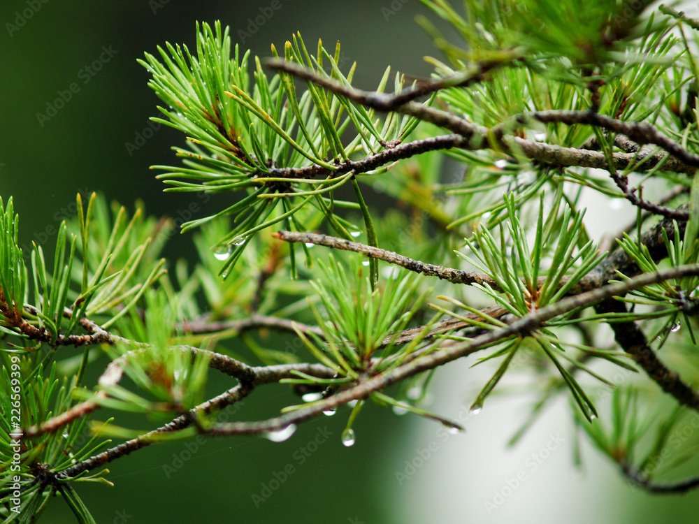 Tree branch with rain drops Tree branch with rain drops