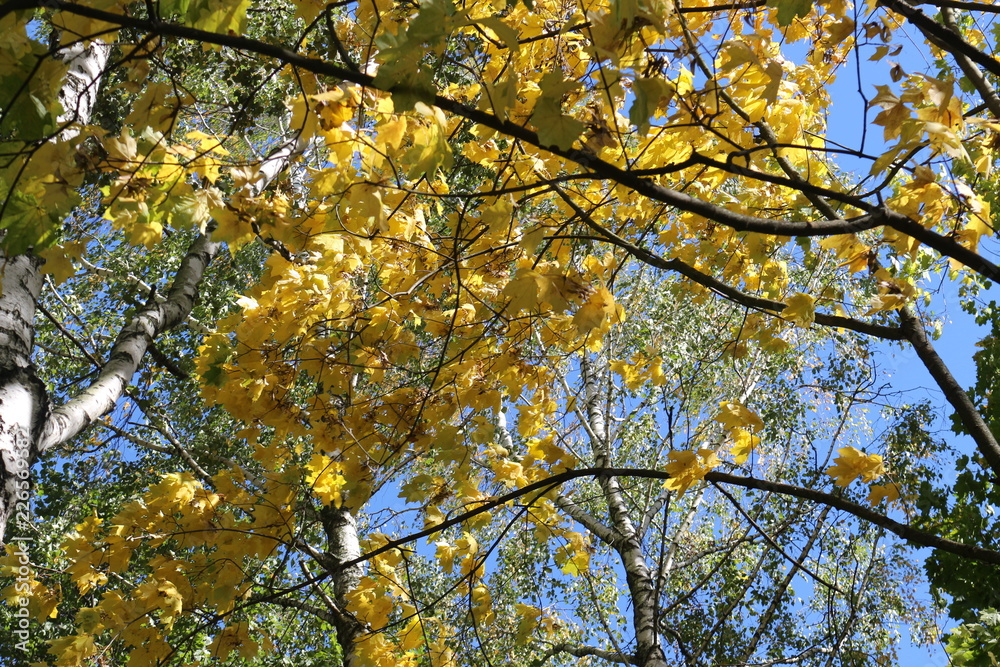  Bright yellow leaves look bright against a blue  sky