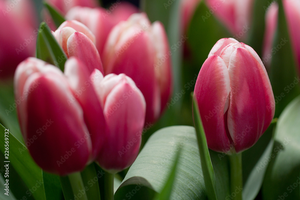bouquet of beautiful pink tulips for congratulations