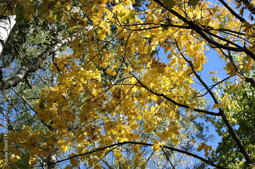  Bright yellow leaves look bright against a blue sky