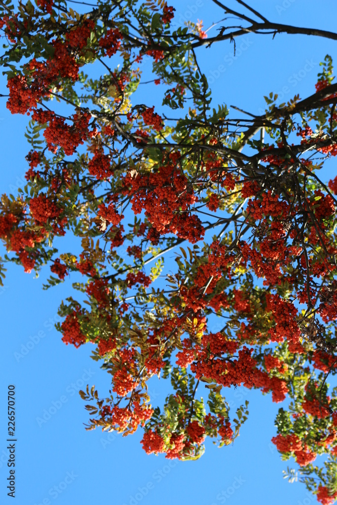 Red Rowan berries ripened on a tree