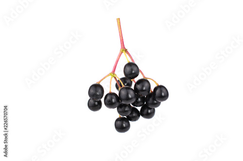 Isolated Sambucus (Elder or Elderberry) Berry.