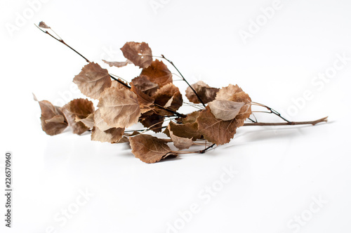 Autumn dried branch with dried leaves photo