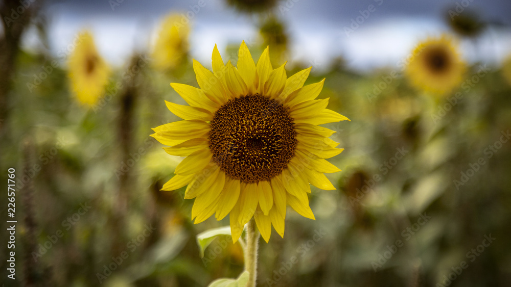 Close view of sunflower with out of focus sunflowers in background - 16:9 format Close view of sunflower with out of focus sunflowers in background - 16:9 format