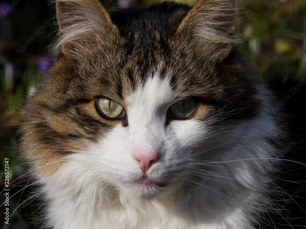 Tabby cat portrait