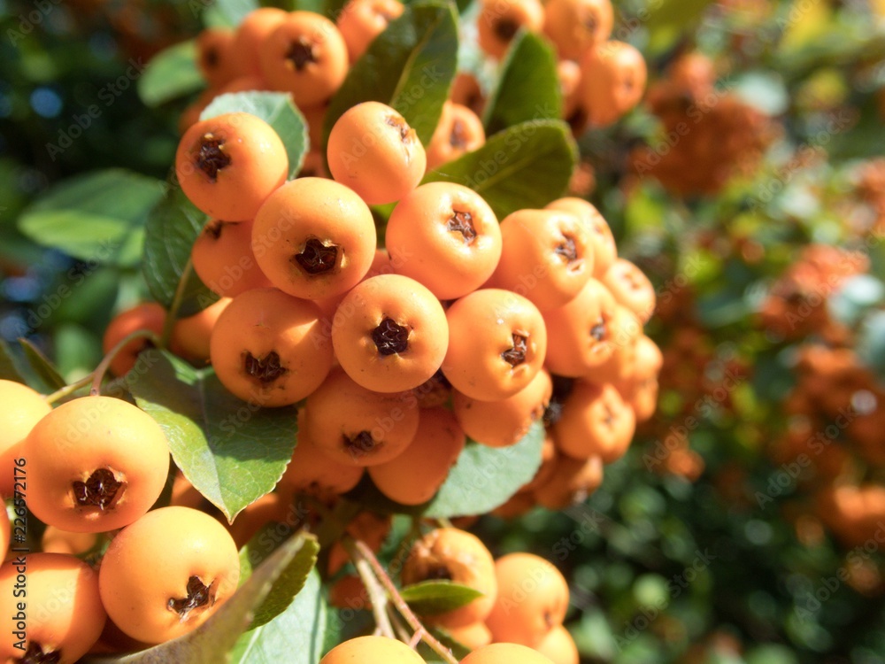 orange seasonal autumn berry on a tree