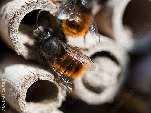 Solitary bee  at insect hotel