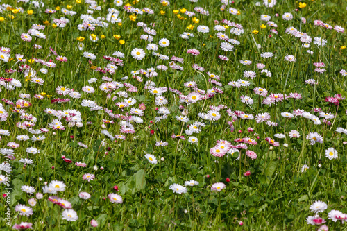 Natural background with blossoming daisies (bellis perennis)