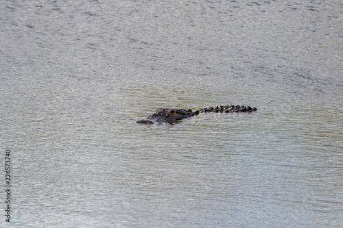 alligator swimming in a canal with sideview showing his large eye and body photo