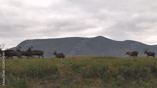 Lot of Reindeer Running Fast on Mountain Background.	Reindeer run along the tundra in the Arctic Circle among the Ural Mountains. Deer are running fast.