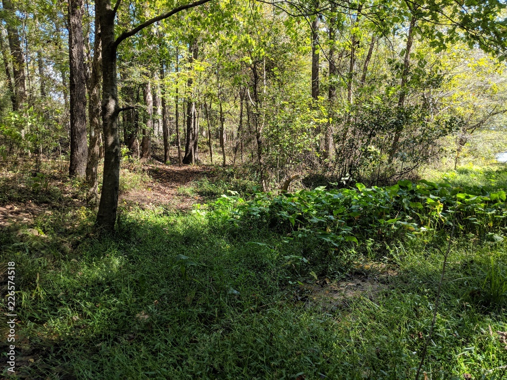 Obraz premium forest floor