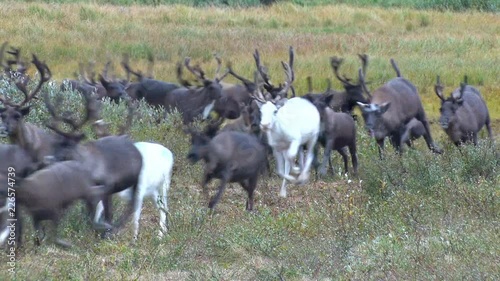 Herd of Reindeer Runs Past Camera.	Reindeer run through the bush of dwarf birch towards the video camera. Deer run fast across the tundra.