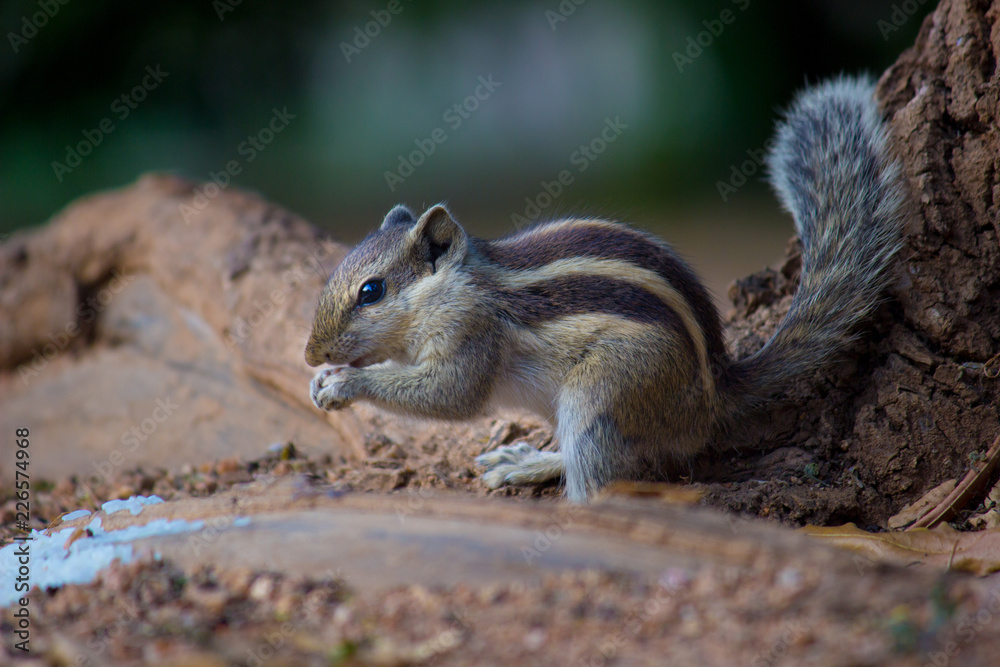 A Squirrel on the tree trunk looking curiously in its natural habitat with a nice soft green blurry background.