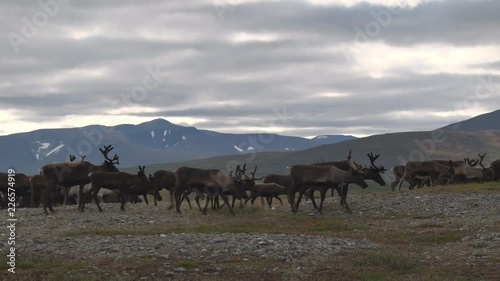 Reindeer in Fall in Mountain Tundra.	Among the northern mountains, reindeer graze in the fall. Behind deer Ural mountains. Over the deer cloudy sky