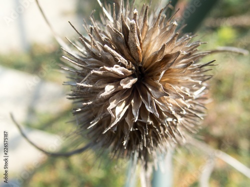 dry thistle in autumn season