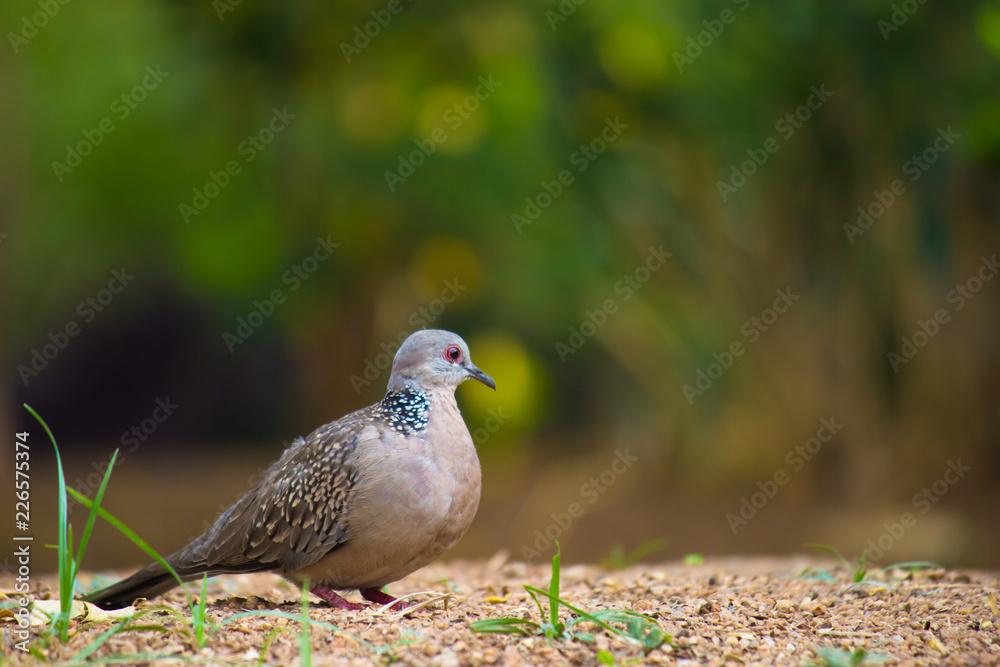 Dove Bird sitting on the ground, in its natural habitat with a soft blurry background. Dove Bird sitting on the ground, in its natural habitat with a soft blurry background.