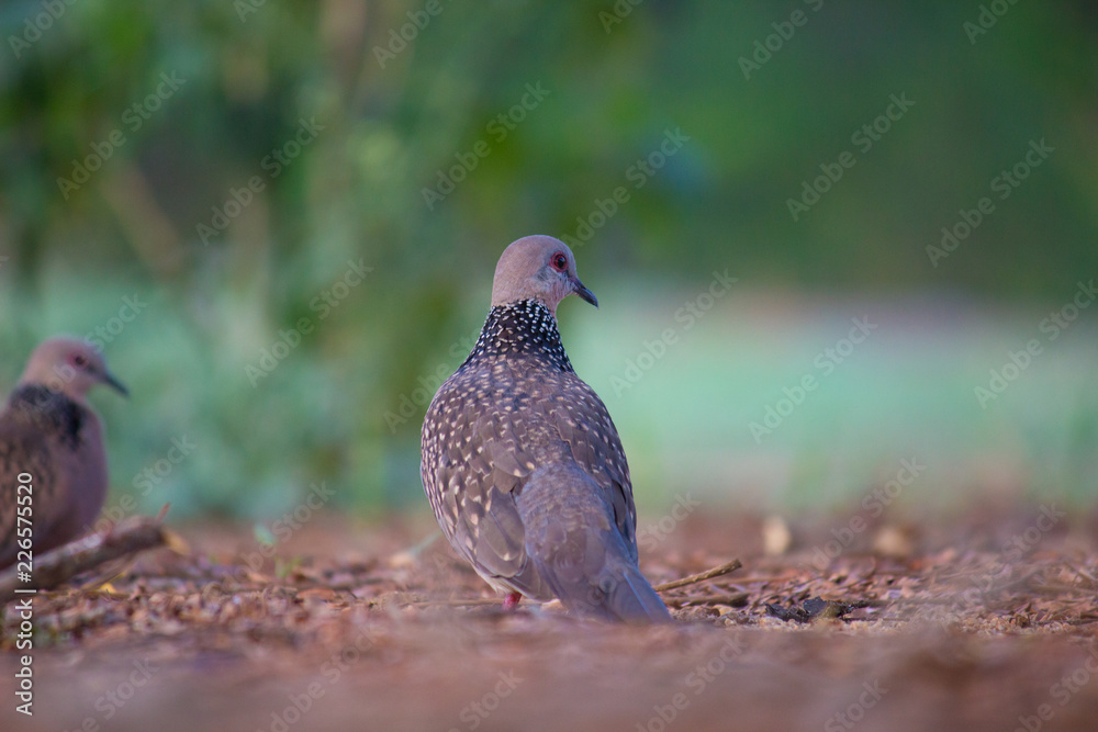 Dove Bird sitting on the ground, in its natural habitat with a soft blurry background. Dove Bird sitting on the ground, in its natural habitat with a soft blurry background.