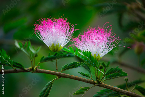 Albizia julibrissin is a species of tree in the family Fabaceae, native to southwestern and eastern Asia. The genus is named after the Italian nobleman Filippo degli Albizzi. photo