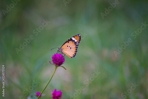 The Plain Tiger butterfly sitting on the flower plant with a nice soft background