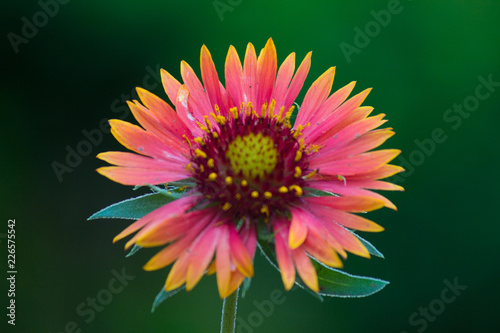 Fototapeta Naklejka Na Ścianę i Meble -   Blanket Flower blooming away on a beautiful spring day