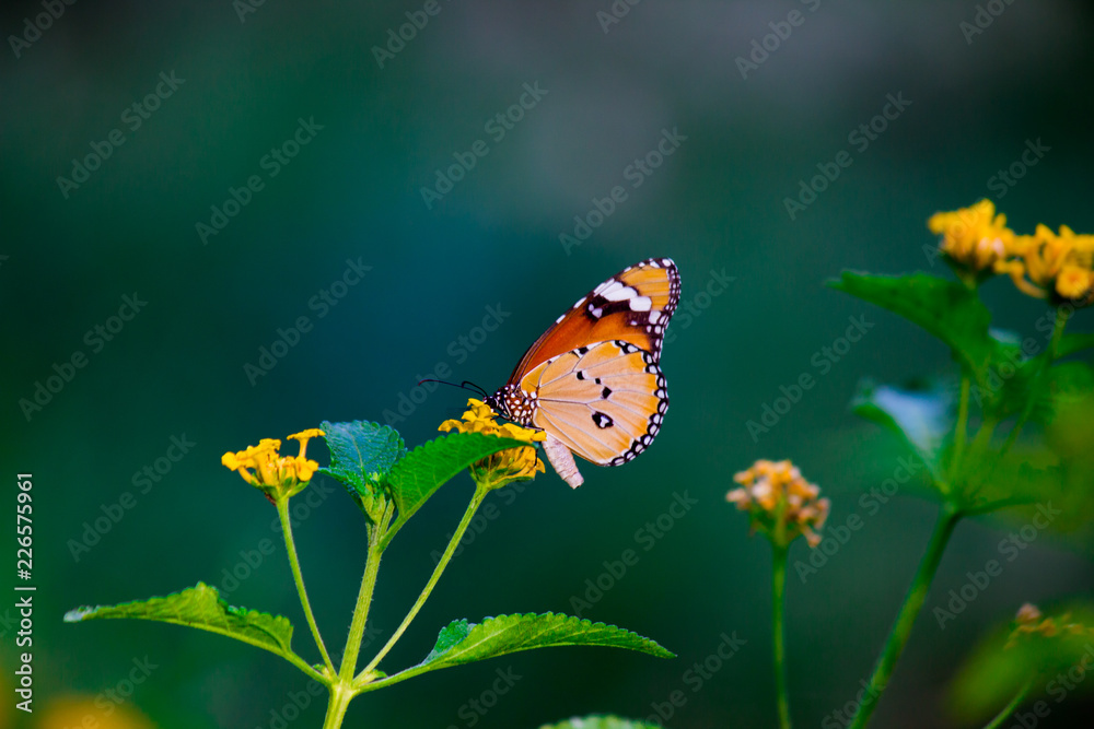 The Plain Tiger butterfly sitting on the flower plant with a nice soft background The Plain Tiger butterfly sitting on the flower plant with a nice soft background